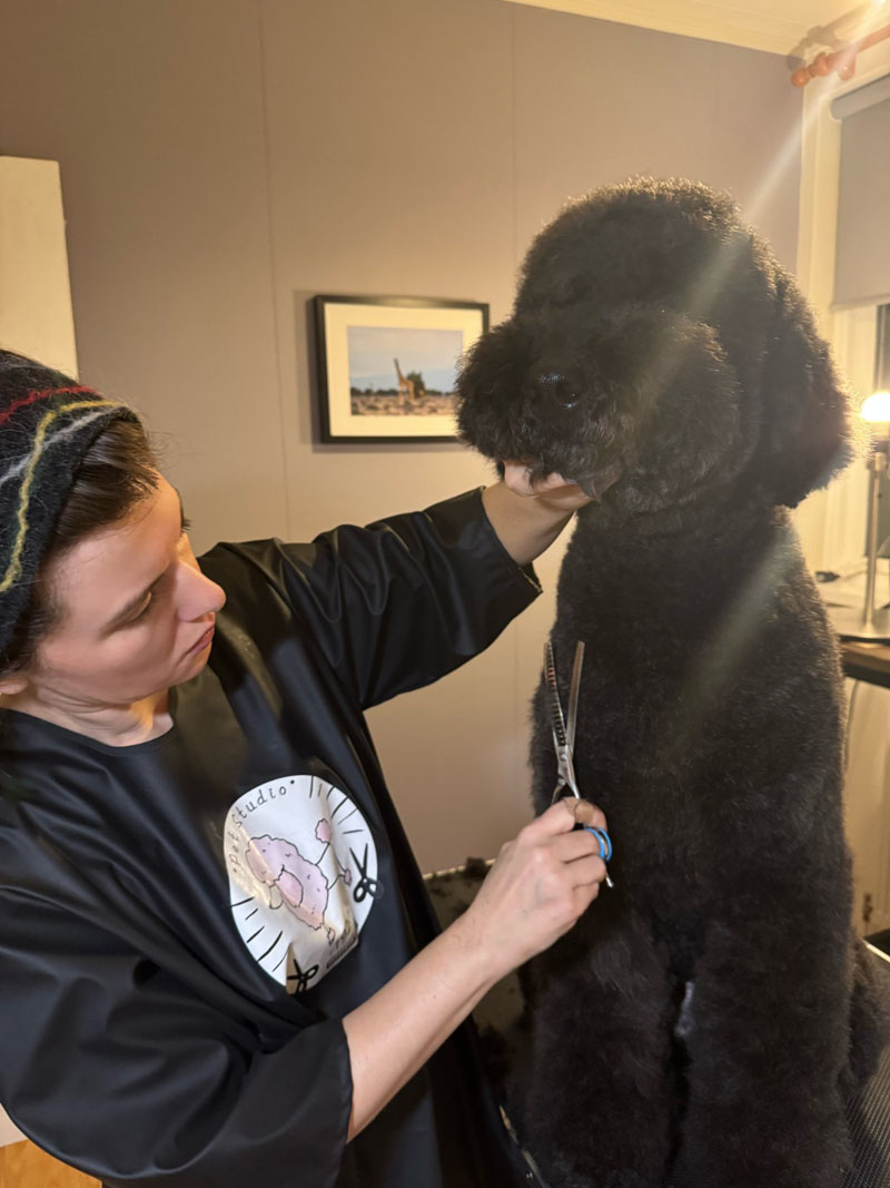 A dog being gently groomed in a calm, familiar home environment